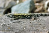 CHZ01135649 muurhagedis / Podarcis muralis