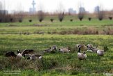 NLA01210062 grote Canadese gans / Branta canadensis grauwe gans / Anser anser