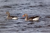 NLF01210007 grauwe gans / Anser anser