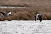 NLF01210020 grauwe gans / Anser anser
