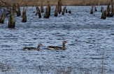 NLF01210026 grauwe gans / Anser anser