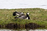 NLF03210180 brandgans / Branta leucopsis