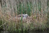 NLF03210219 grauwe gans / Anser anser