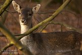AWD2012014 damhert / Dama dama