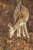 AWD2012018 damhert / Dama dama