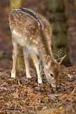 AWD2012019 damhert / Dama dama