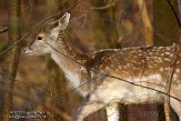 AWD2012024 damhert / Dama dama