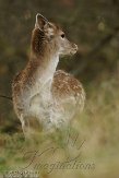 AWD2012035 damhert / Dama dama