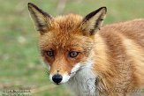 AWD01140011 rode vos / Vulpes vulpes