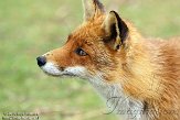 AWD01140012 rode vos / Vulpes vulpes
