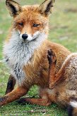 AWD01140016 rode vos / Vulpes vulpes