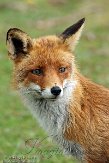 AWD01140017 rode vos / Vulpes vulpes