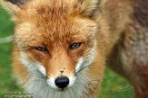 AWD01140022 rode vos / Vulpes vulpes