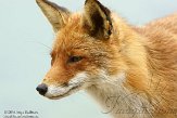 AWD01140033 rode vos / Vulpes vulpes
