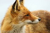 AWD01140035 rode vos / Vulpes vulpes
