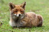 AWD01140041 rode vos / Vulpes vulpes