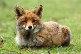 AWD01140042 rode vos / Vulpes vulpes
