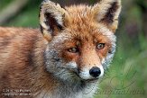 AWD01140049 rode vos / Vulpes vulpes