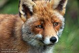 AWD01140050 rode vos / Vulpes vulpes