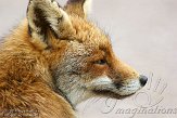 AWD01140053 rode vos / Vulpes vulpes