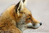 AWD01140054 rode vos / Vulpes vulpes