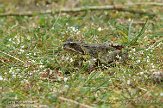 AWD01140069 bruine kikker / Rana temporaria