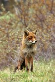 AWD01140085 rode vos / Vulpes vulpes