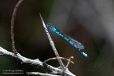 NAWD119016 Azuurwaterjuffer / Coenagrion puella