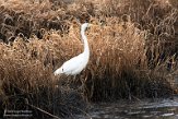 NLBB1220029 grote zilverreiger / Ardea alba