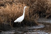 NLBB1220032 grote zilverreiger / Ardea alba