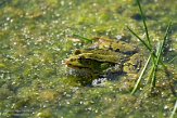 NLBB1230006 Bastaardkikker / Pelophylax esculentus
