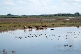 NLBB1230069 Schotse hooglander / Bos primigenius taurus