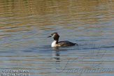 NDZH1028 fuut / Podiceps cristatus