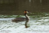 Delft02140046 fuut / Podiceps cristatus