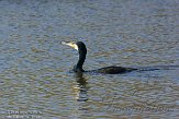 NLD20150023 aalscholver / Phalacrocorax carbo