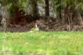NLDelft18028 groene specht / Picus viridis