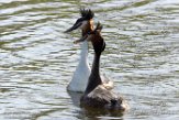 NLDelft18039 fuut / Podiceps cristatus