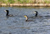 NLDelft18087 aalscholver / Phalacrocorax carbo