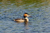 NLDelft18123 fuut / Podiceps cristatus