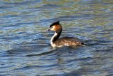 NLDelft18137 fuut / Podiceps cristatus