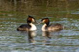 NLDelft18160 fuut / Podiceps cristatus