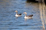 NDL0120020 grauwe gans / Anser anser