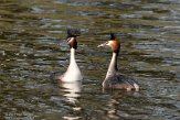 NLD03210115 fuut / Podiceps cristatus