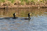 NLD04210150 aalscholver / Phalacrocorax carbo