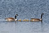 NND01210064 grote Canadese gans / Branta canadensis