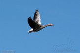 NND01210094 grauwe gans / Anser anser