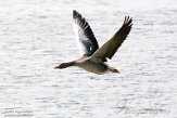 NND01210099 grauwe gans / Anser anser