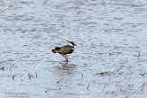 NND01210166 kievit / Vanellus vanellus