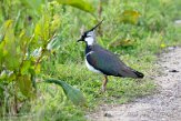 NND01220010 kievit / Vanellus vanellus