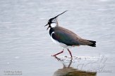 NND01220013 kievit / Vanellus vanellus